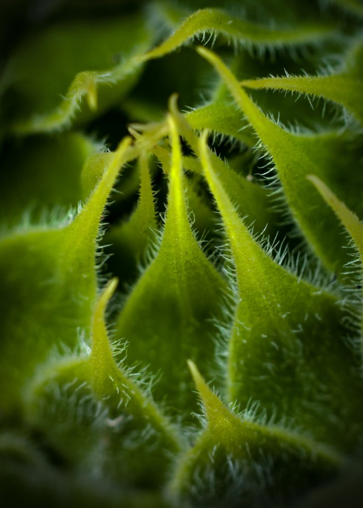 Sunflower Bud - Judy Lanier